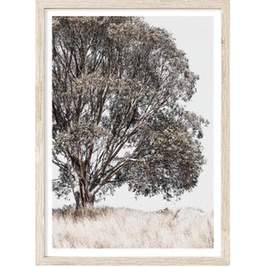 Tree Art, Eucalyptus Tree Photography Prints, Extra Large Wall Art Prints, Neutral Nature Wall Art, Landscape Photography, Fine Art Print