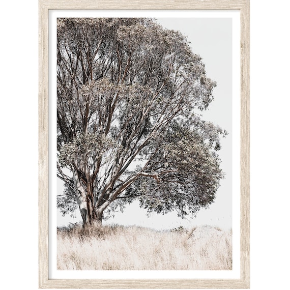 Tree Art, Eucalyptus Tree Photography Prints, Extra Large Wall Art Prints, Neutral Nature Wall Art, Landscape Photography, Fine Art Print