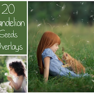 20 Dandelion Overlays - Photoshop Overlays - Spring Overlays - Dandelion Seeds Overlay - Spring Background - Dandelion Background - PNG