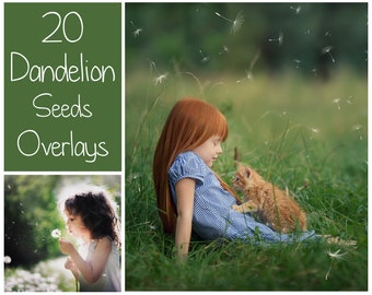 20 Dandelion Overlays - Photoshop Overlays - Spring Overlays - Dandelion Seeds Overlay - Spring Background - Dandelion Background - PNG