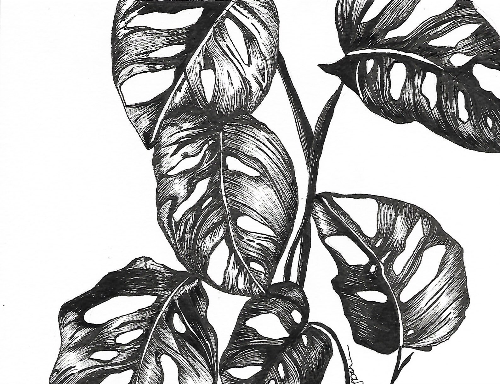 Cheese Plant Art Print/Botanica Monochrome Ink Sketch/Hand Etsy France