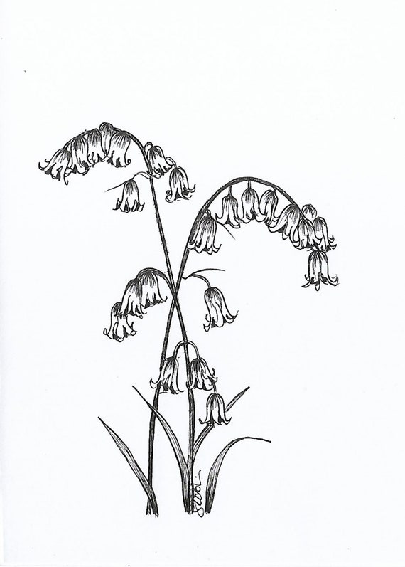 Botanical Bluebell Wildflower Art Print Flower Monochrome Ink Etsy
