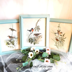 John Gould Bird Lithograph Framed Print Set of 3: Vintage Wall Art