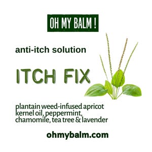 Op de afbeelding: Op een witte achtergrond staat de tekst "OH MY BALM!" en "ITCH FIX" in het groen. De woorden "anti-itch solution" zijn ook aanwezig. De ingrediënten weegbree, abrikozenpitolie, pepermunt, kamille, tea tree en lavendel staan vermeld. Een takje groene weegbree staat rechts.