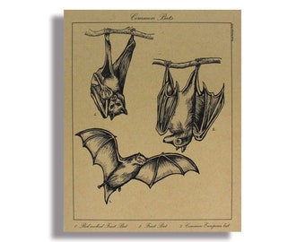 Bat Print - Bats Scientific Illustration - Vintage Print - Vintage Bat Print - Bat Poster - Bat Goth Decor - Gothic Home - Creepy Decor