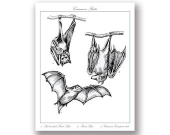 Bat Print - Bats Scientific Illustration - Vintage Print Vintage Bat Print Bat Poster Bat Goth Decor Gothic Home Creepy Decor