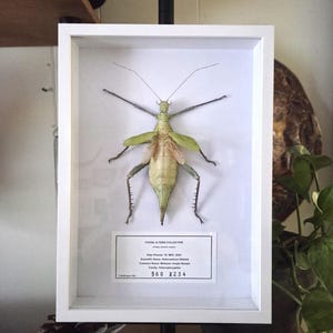 Nymphe de la jungle malaise encadrée - véritable Heteropteryx Dilatata - grande boîte d'ombre de spécimen d'entomologie - art mural