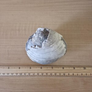 May include: A weathered, grey and white seashell with a rough texture. The shell is positioned on a wooden surface next to a ruler, which measures up to 60 cm. The shell's size is approximately 13 cm in length.