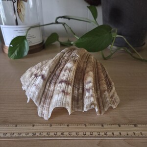 Small Tridacna Half Shell