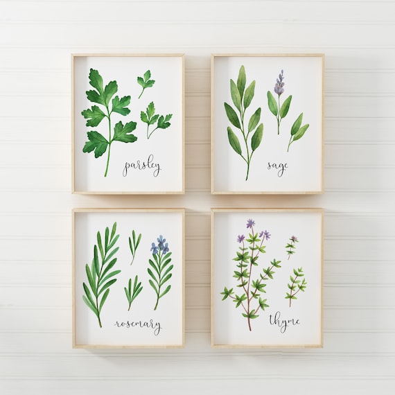 herb printable herbs print set of 4 printables parsley