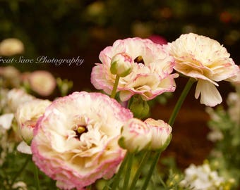 Pretty Pink, Photography, Home Decor