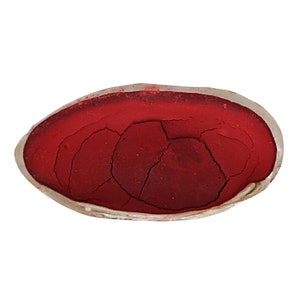 24 Shells Natural Pigment Set (3 Kit) - Etsy