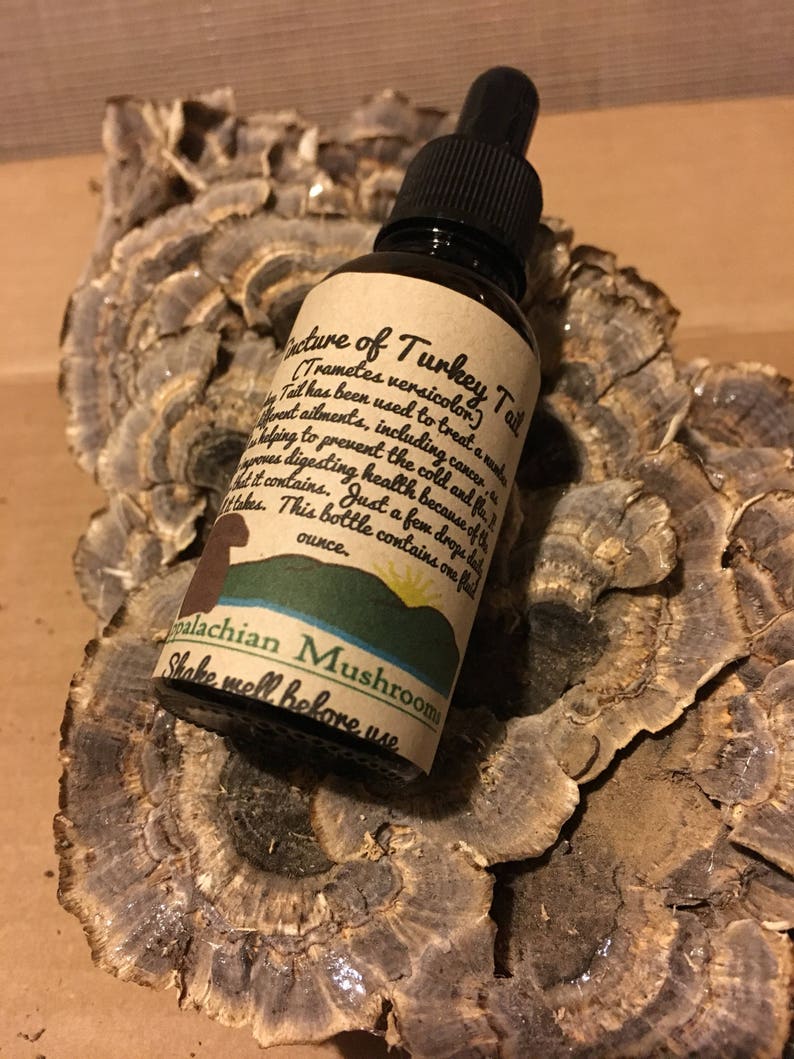 Tincture of Turkey Tail Mushroom Etsy