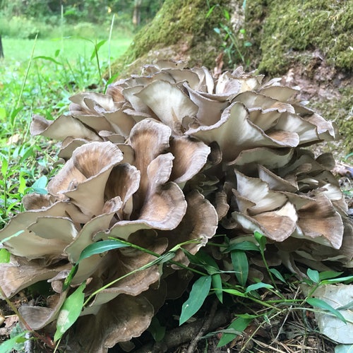 Maitake Mushroom Plug Spawn 100x FREE USA Shipping Etsy