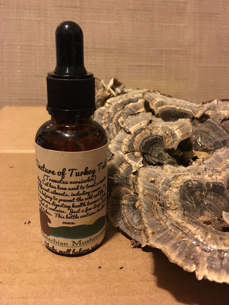 Tincture of Turkey Tail Mushroom Etsy