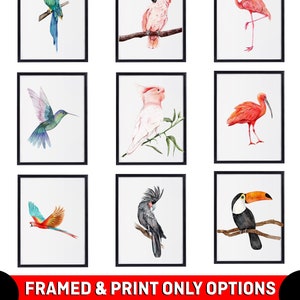 Exotic Bird Print | Framed Bird Poster | Watercolour Exotic Bird Painting | Watercolour Birds Wall Art | Exotic Bird Identification