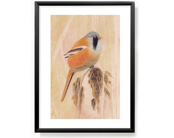 Art print Bearded Tit Bird A5 from pastel original