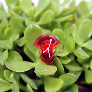 May include: A red, clear plastic dice with white markings in the shape of a shield. The dice is sitting on top of a green succulent plant.