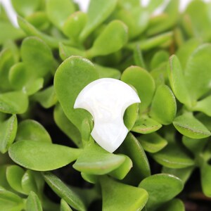 May include: White guitar pick made of mother of pearl with a unique shape. The pick is sitting on a bed of green leaves.