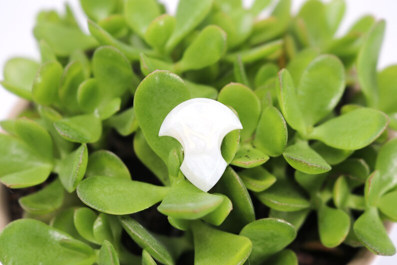 May include: White guitar pick made of mother of pearl with a unique shape. The pick is sitting on a bed of green leaves.