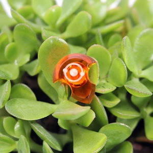 May include: A small, orange, plastic, decorative object with a white circle in the centre. The object is sitting on top of a green succulent plant.