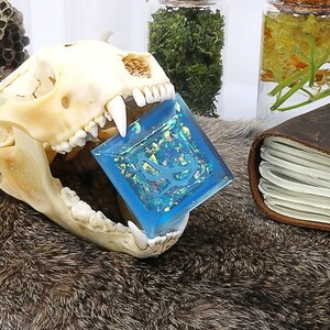 May include: A blue resin square with iridescent glitter and a white design inside, held in the open jaw of a white animal skull. The skull is on a brown fur surface.