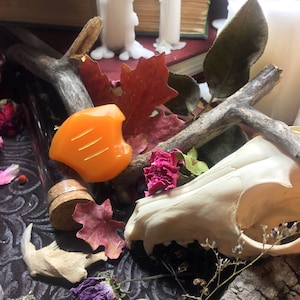 May include: A still life featuring a variety of objects, including a small orange heart-shaped object, a white animal skull, dried leaves, and a small bottle with a cork stopper. The objects are arranged on a dark patterned surface.
