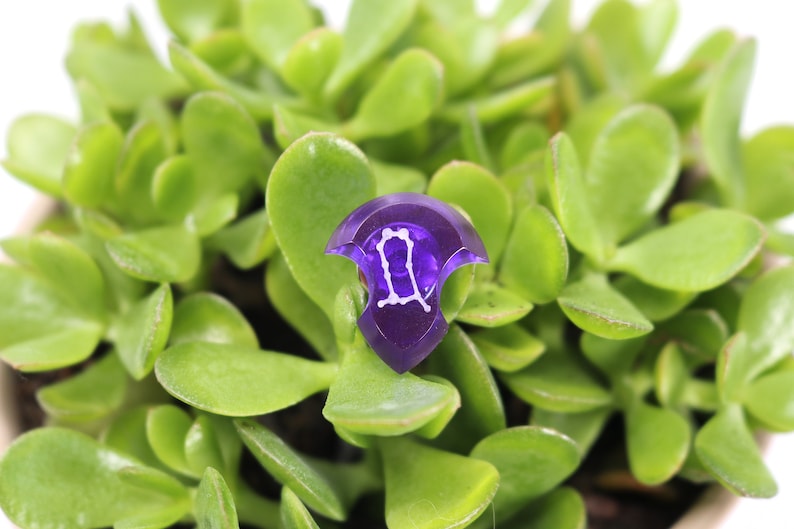 May include: A purple glass dice with the Gemini zodiac symbol in white. The dice is sitting on top of a green succulent plant.