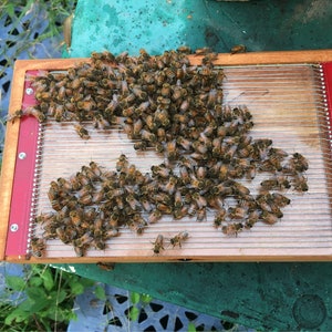 May include: A wooden frame with a wire mesh screen, covered in a dense cluster of honey bees. The frame is labeled "The Vermont Company, Inc. 1952".