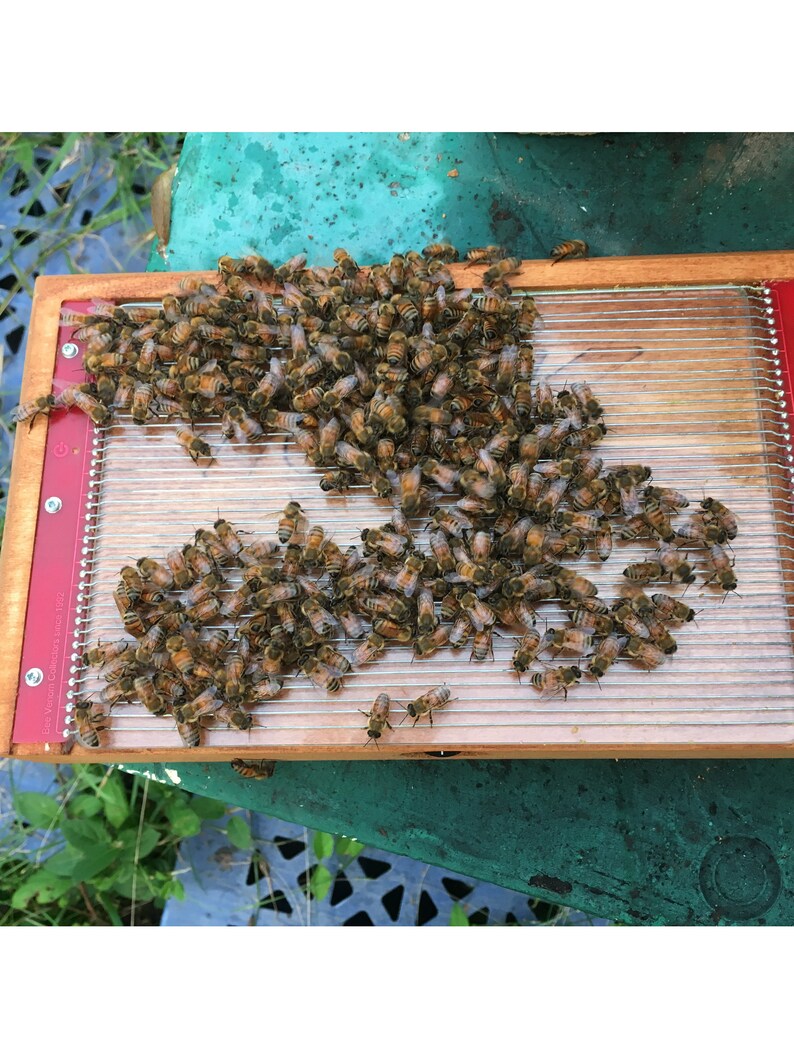 May include: A wooden frame with a wire mesh screen, covered in a dense cluster of honey bees. The frame is labeled "The Vermont Company, Inc. 1952".