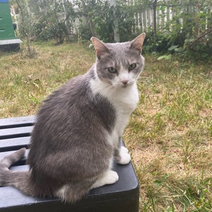 May include: A gray and white cat with green eyes sits on a black step stool in a grassy backyard.