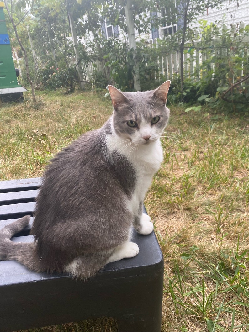 May include: A gray and white cat with green eyes sits on a black step stool in a grassy backyard.