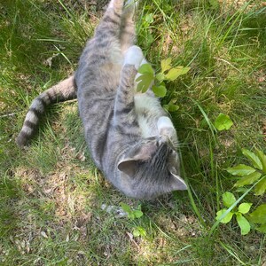May include: A gray and white tabby cat with white paws lies on its back in a grassy area. The cat is looking up at the camera with its eyes closed.