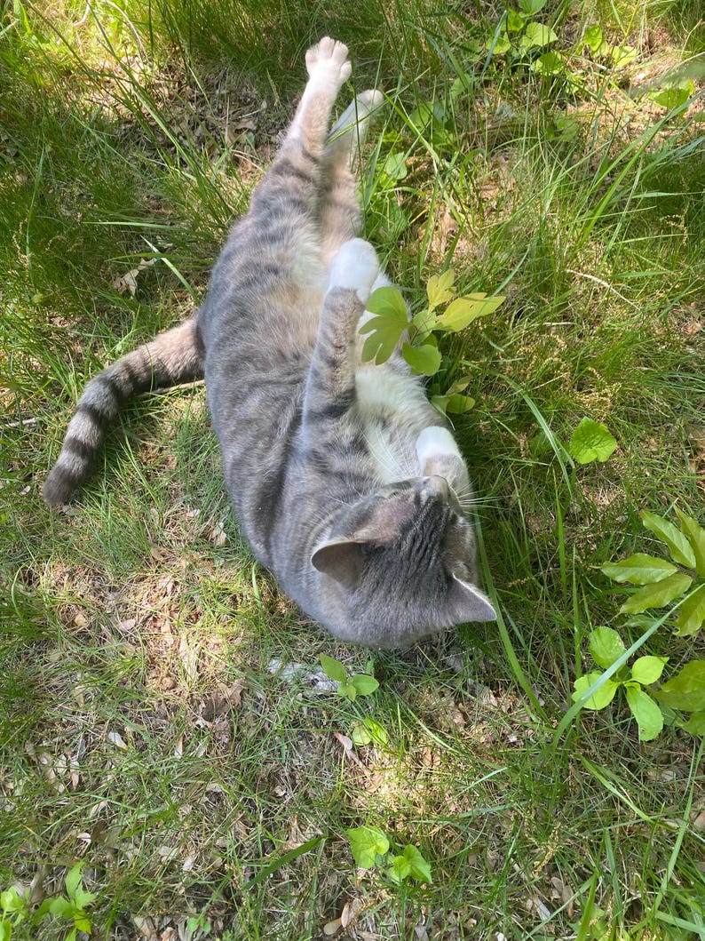 May include: A gray and white tabby cat with white paws lies on its back in a grassy area. The cat is looking up at the camera with its eyes closed.