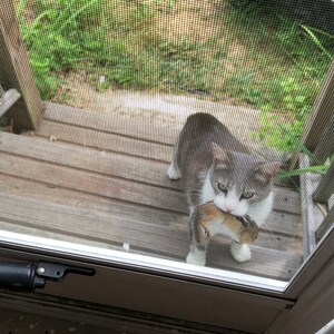 May include: A gray and white cat with green eyes is seen through a screen door, holding a small brown and white mouse in its mouth.