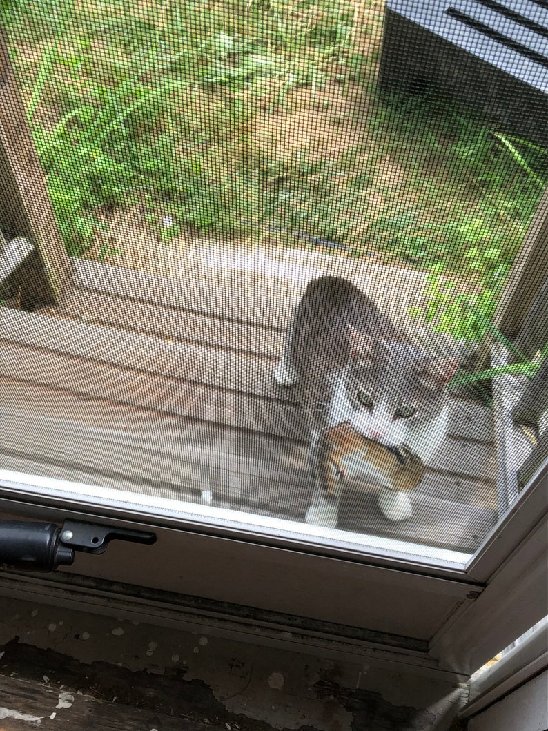 May include: A gray and white cat with green eyes is seen through a screen door, holding a small brown and white mouse in its mouth.