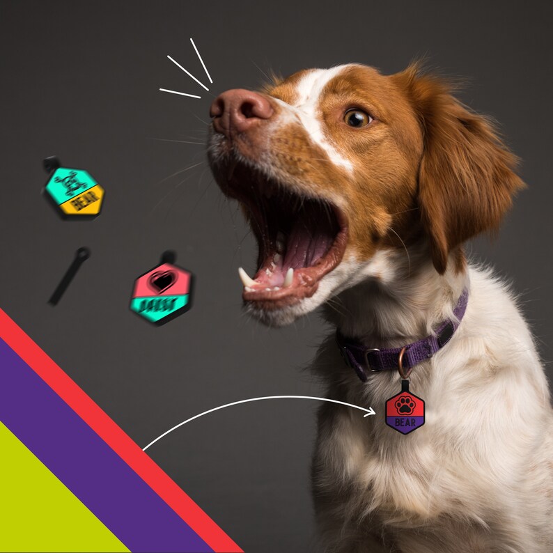 May include: A brown and white dog with its mouth open, wearing a purple collar with a red, black, and white dog tag that says "BEAR".