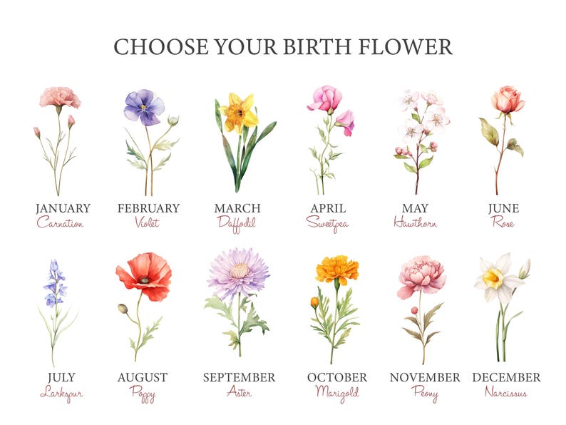 May include: A chart showing the birth flower for each month of the year. The flowers are illustrated in watercolor and include a carnation, violet, daffodil, sweetpea, hawthorn, rose, larkspur, poppy, aster, marigold, peony, and narcissus.