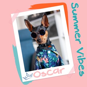 May include: A black and brown dog wearing sunglasses and a blue and green floral shirt with the name "Oscar" written on the bottom of the photo.
