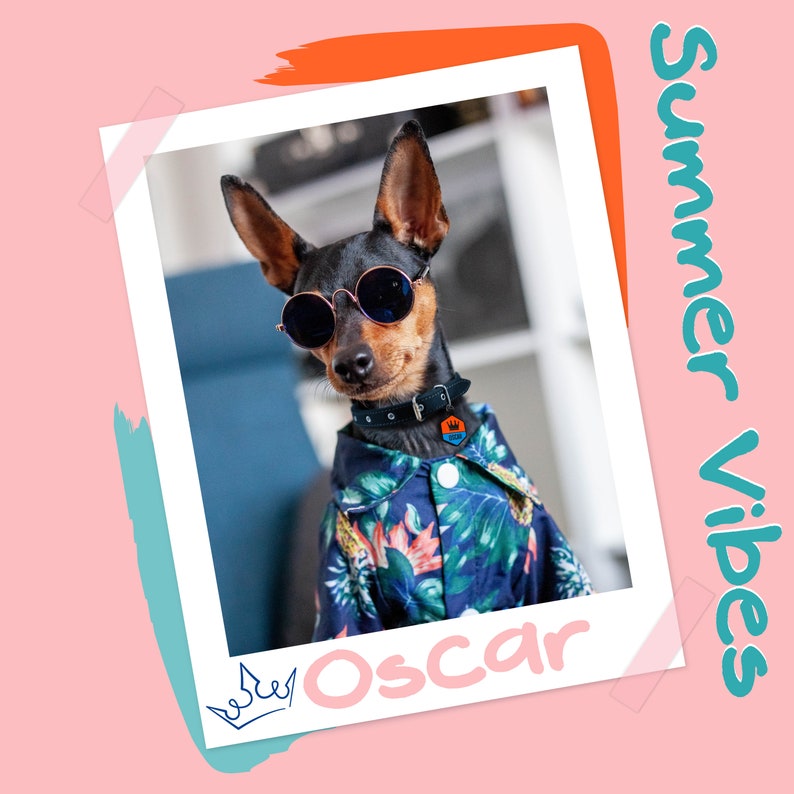 May include: A black and brown dog wearing sunglasses and a blue and green floral shirt with the name "Oscar" written on the bottom of the photo.