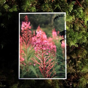Collection de cartes postales sur les régions sauvages du Canada