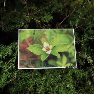 Collection de cartes postales de nature sauvage canadienne