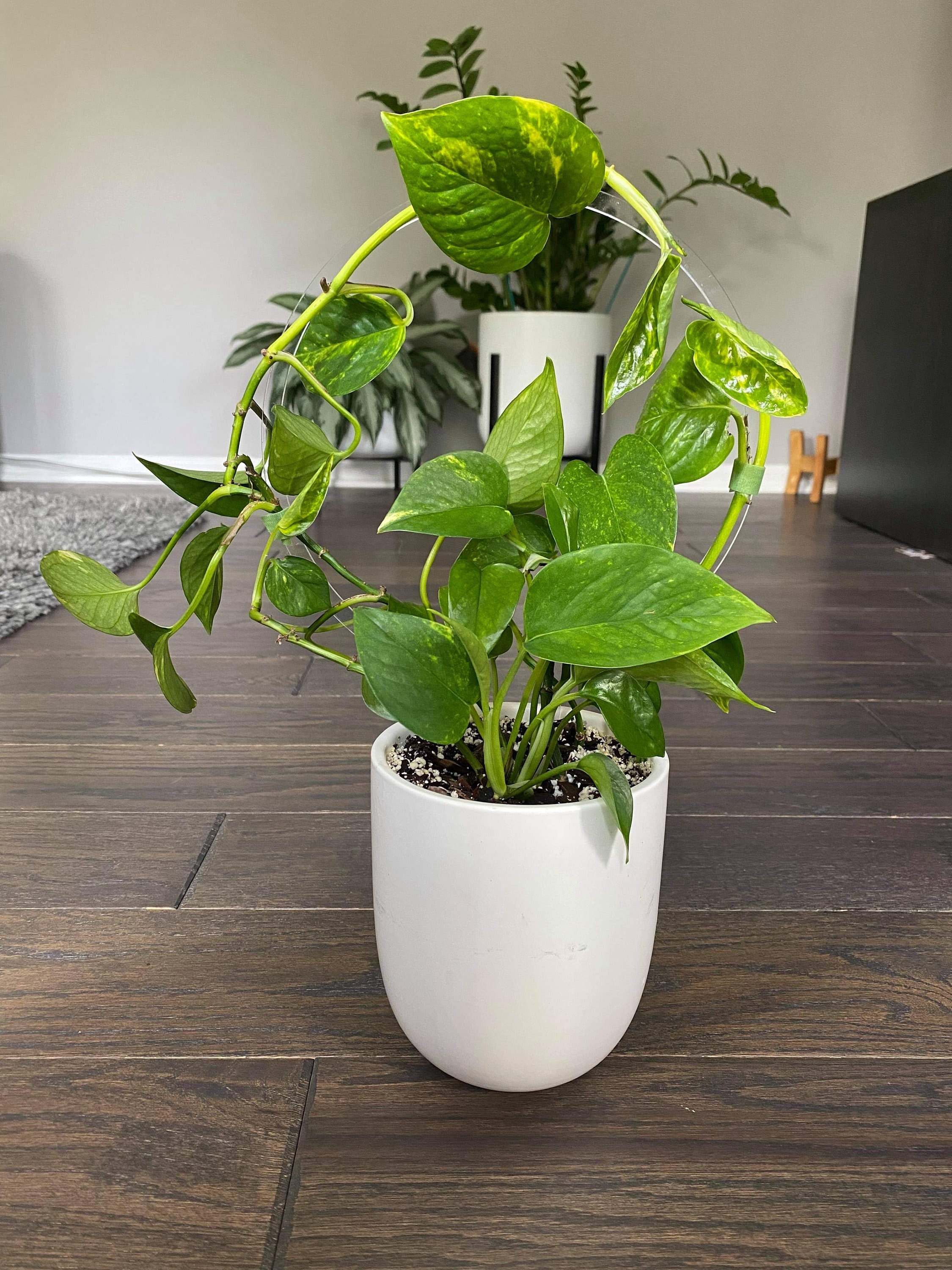 Kit De Tuteurs Acrylique Transparent Pour Plantes Grimpantes - Formes U, Ronds, Droits - Intérieur/Extérieur