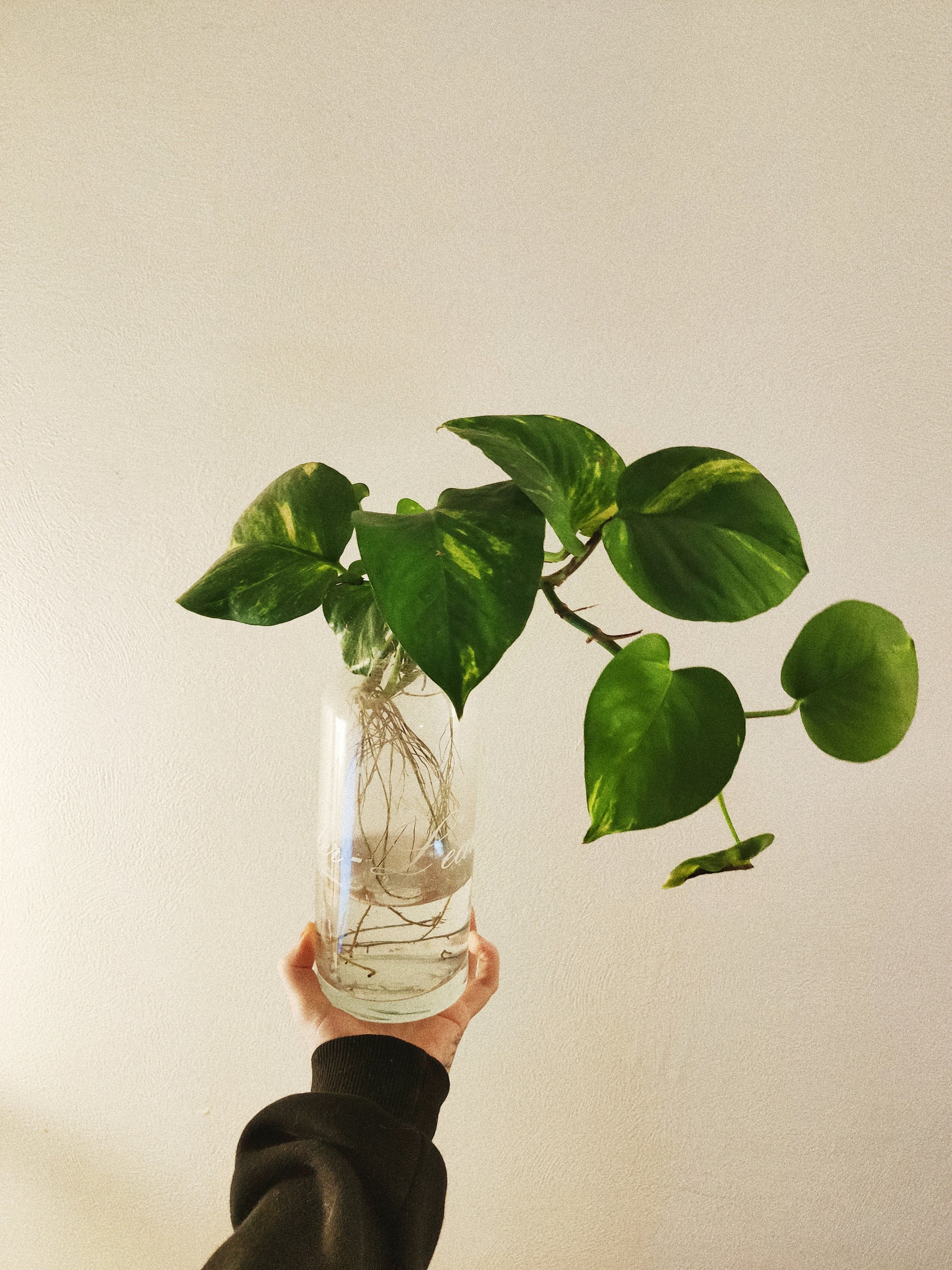 Bouture Pothos Sindapus Doré