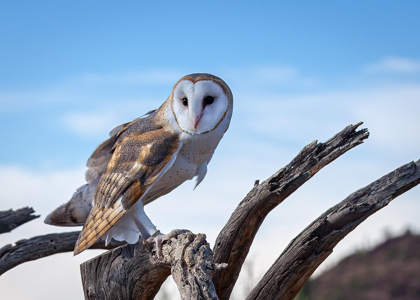 Barn Owl Photograph