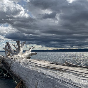 Driftwood Photograph, Wall Art, Edmonds, Puget Sound, Washington, Photograph, Weather