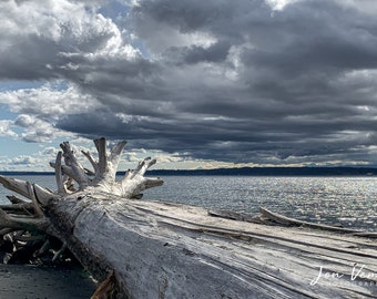 Driftwood Photograph, Wall Art, Edmonds, Puget Sound, Washington, Photograph, Weather