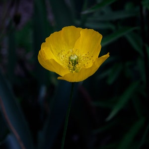 Yellow Poppy