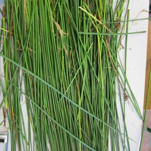Weaving Rushes Authentic Irish Rushes for St Brigid's Cross Weaving, Celtic Craft ...