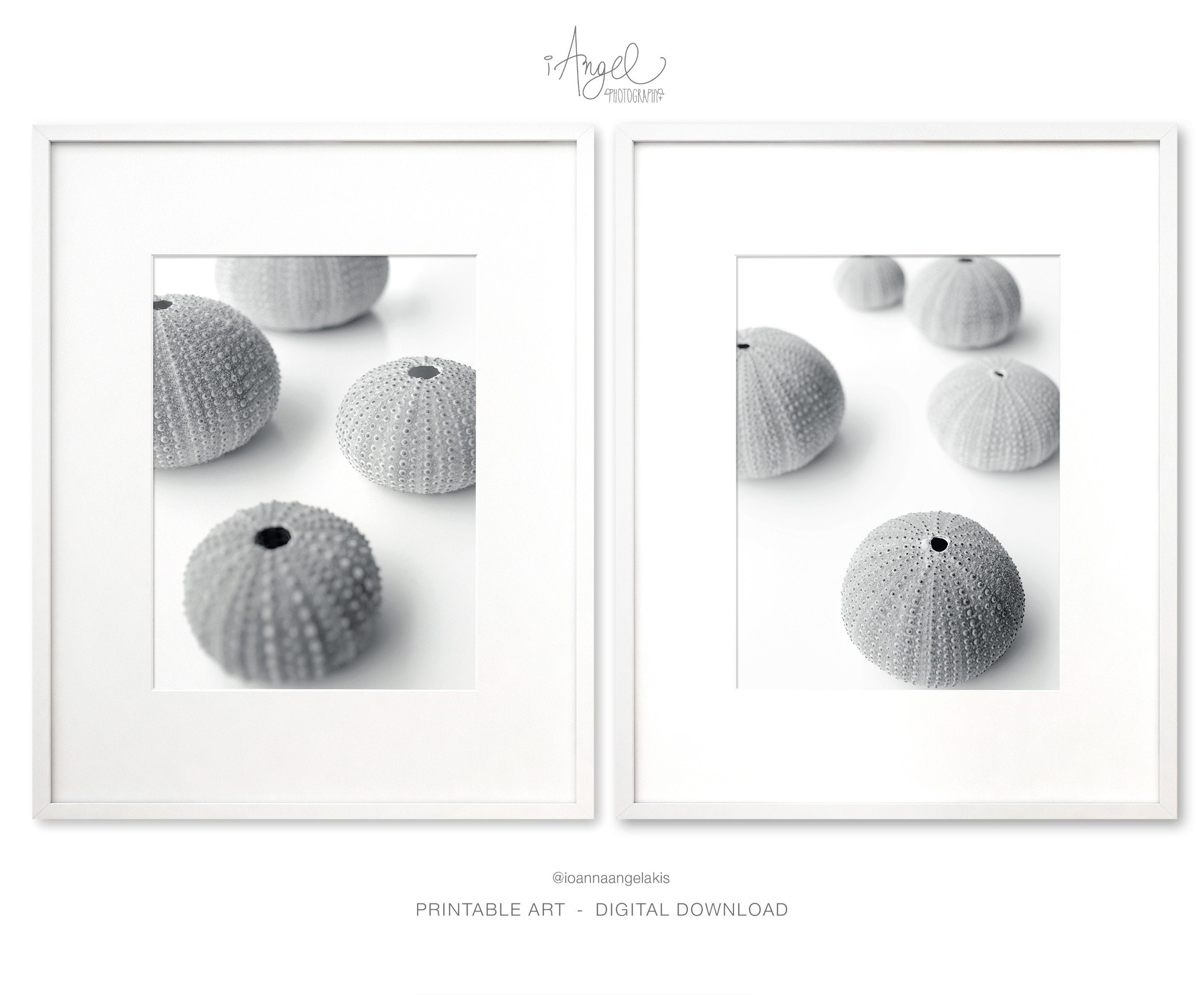 Sea Urchin Print Set Of 2 Prints Black And White Sea Urchin Etsy
